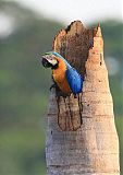 Blue-and-yellow Macaw